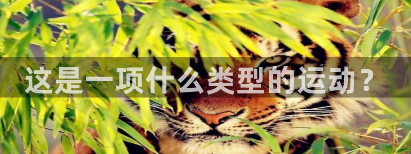 xc体育app官方网站：这是一项什么类型的运动？